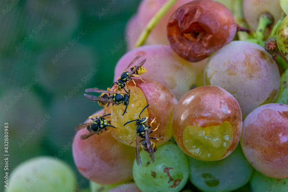 Wasps eating grapes from a vine Stock Photo Adobe Stock