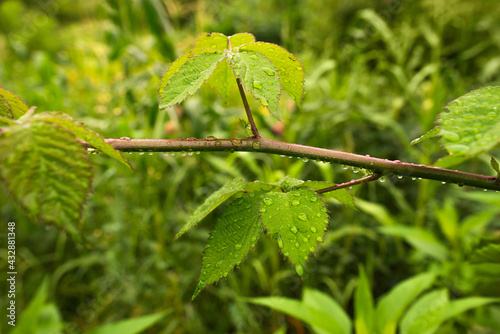 Large drops of rain on a twig