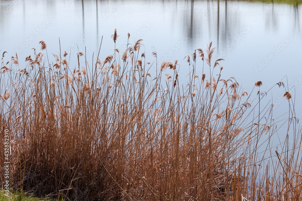 Thickets of dry reeds against calm water surface of lake
