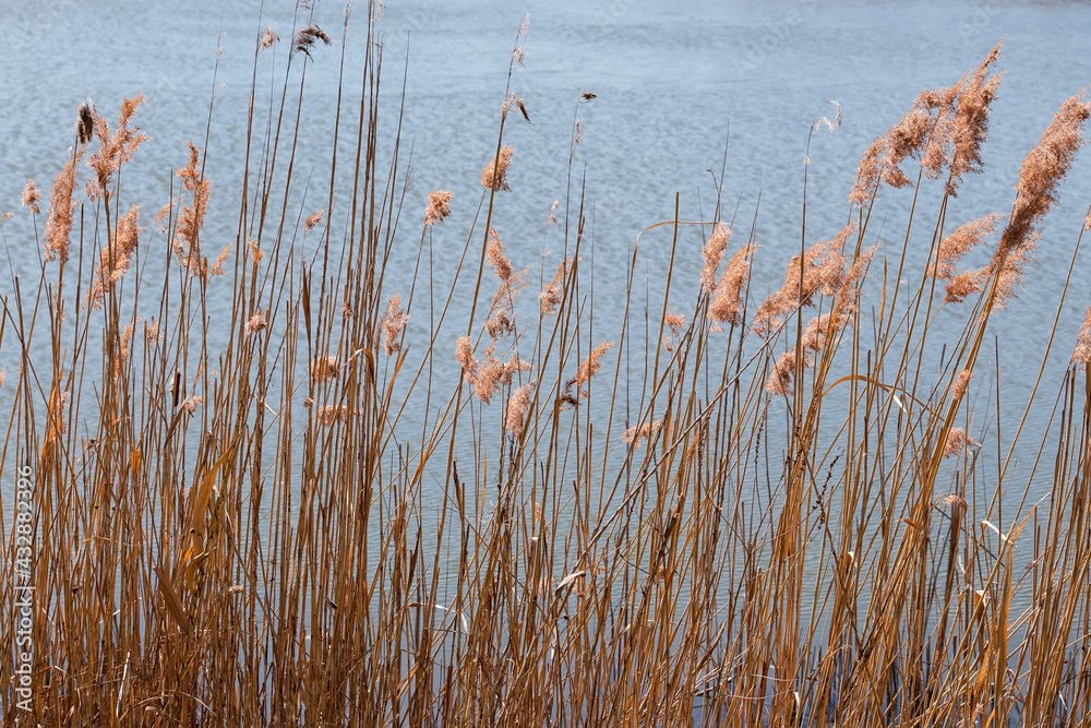 Thicket of dry reeds against wavy water of lake Thicket of dry reeds against wavy water of lake