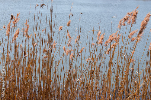 Thicket of dry reeds against wavy water of lake