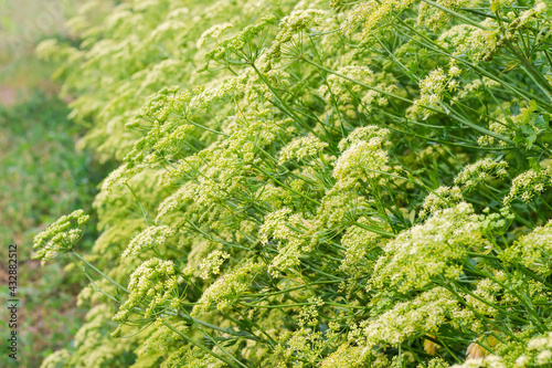 Background of the flowering parsley planting, close-up in selective focus