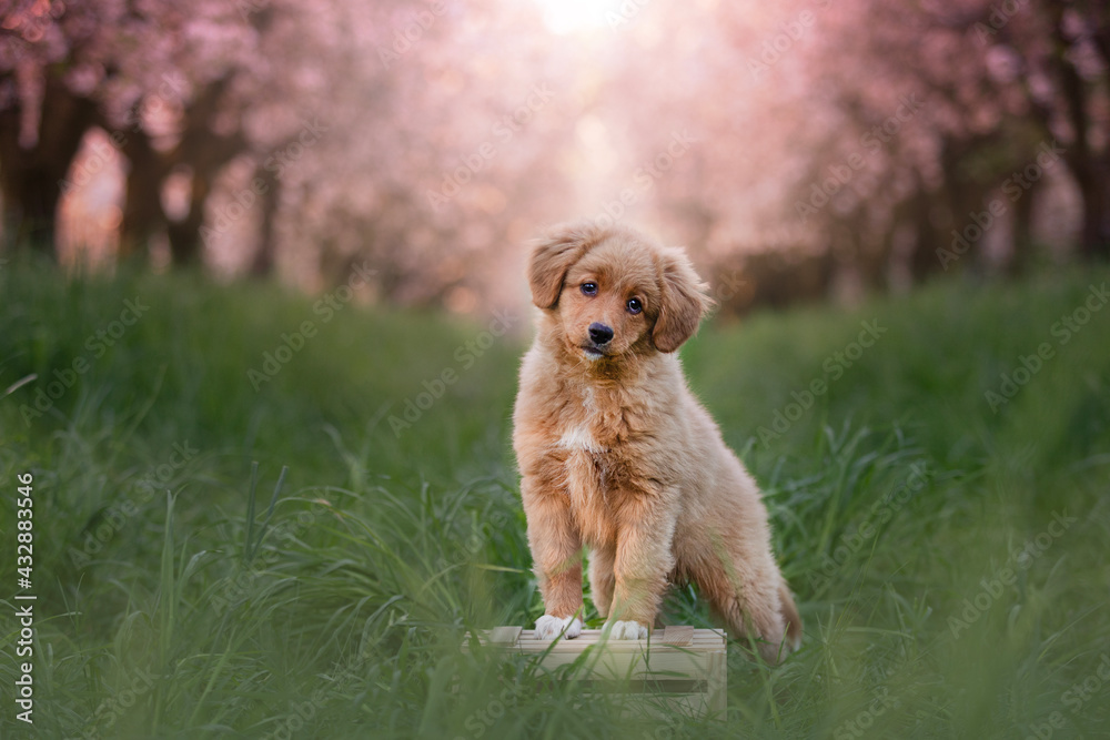 Nova Scotia Duck Tolling Retriever puppy