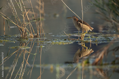 Little Bittern at Asker marsh with reflection on water, Bahrain © Dr Ajay Kumar Singh