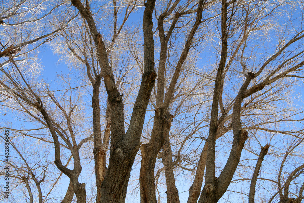 autumn fall dead leaf tree tops with bright sunny blue sky beyond as a landscape nature scene autumn fall dead leaf tree tops with bright sunny blue sky beyond as a landscape nature scene