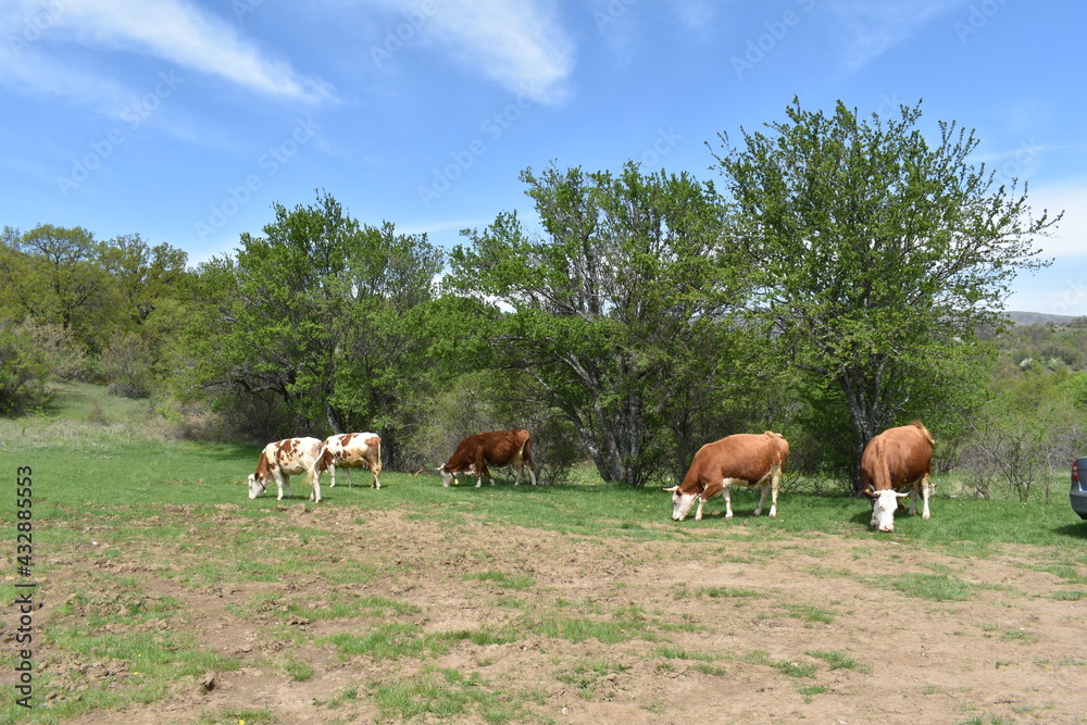 herd of cows herd of cows
