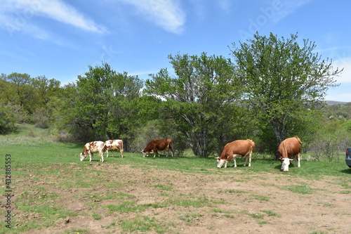 herd of cows