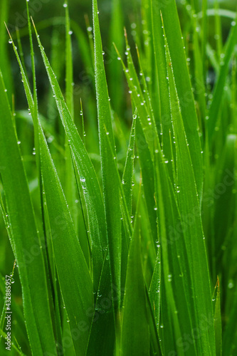 Dew drops on green grass. A close look.