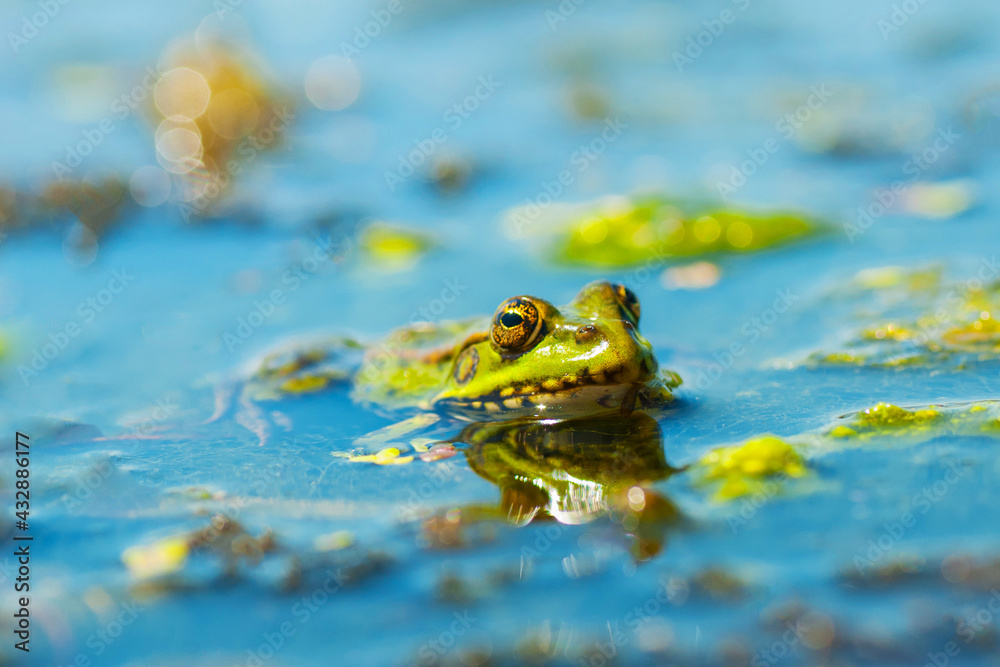 Green frog on the water surface. Close-up. Green frog on the water surface. Close-up.