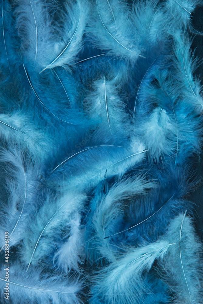 Obraz premium Feathers of delicate blue shades. Background, texture. Abstract and stylish background. Smooth lines and texture of feather, down
