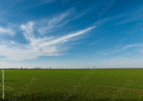 A green field under the blue sky