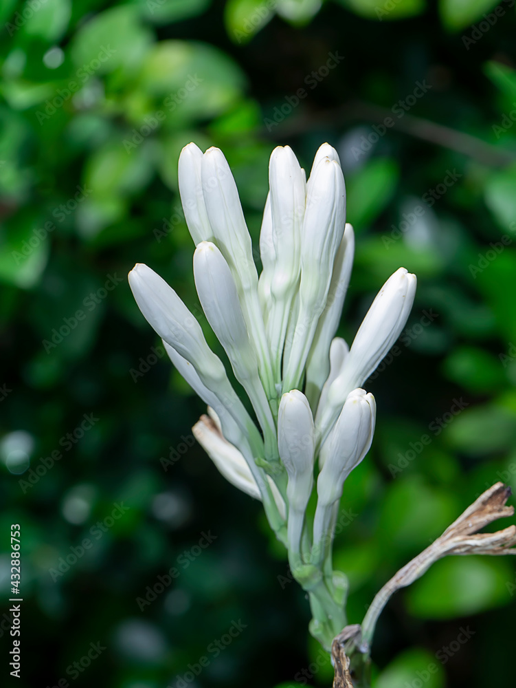 Close up Tuberose flower in blur background Close up Tuberose flower in blur background