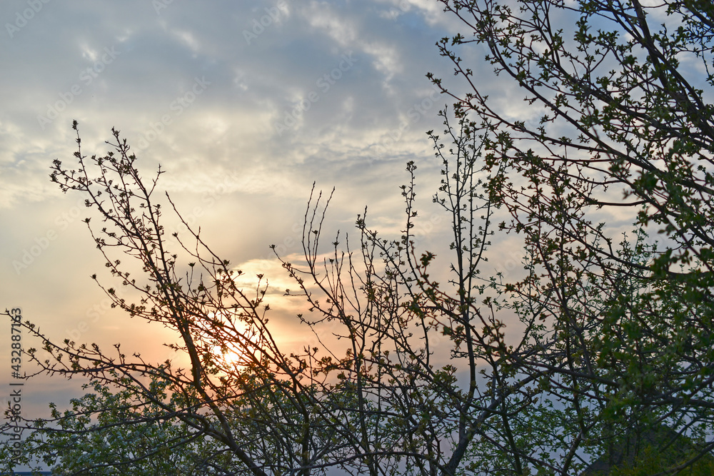 White apple blossoms on the background of the evening sunset