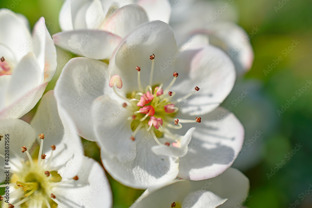 Beautiful white and pink apple and pear flowers close up Beautiful white and pink apple and pear flowers close up
