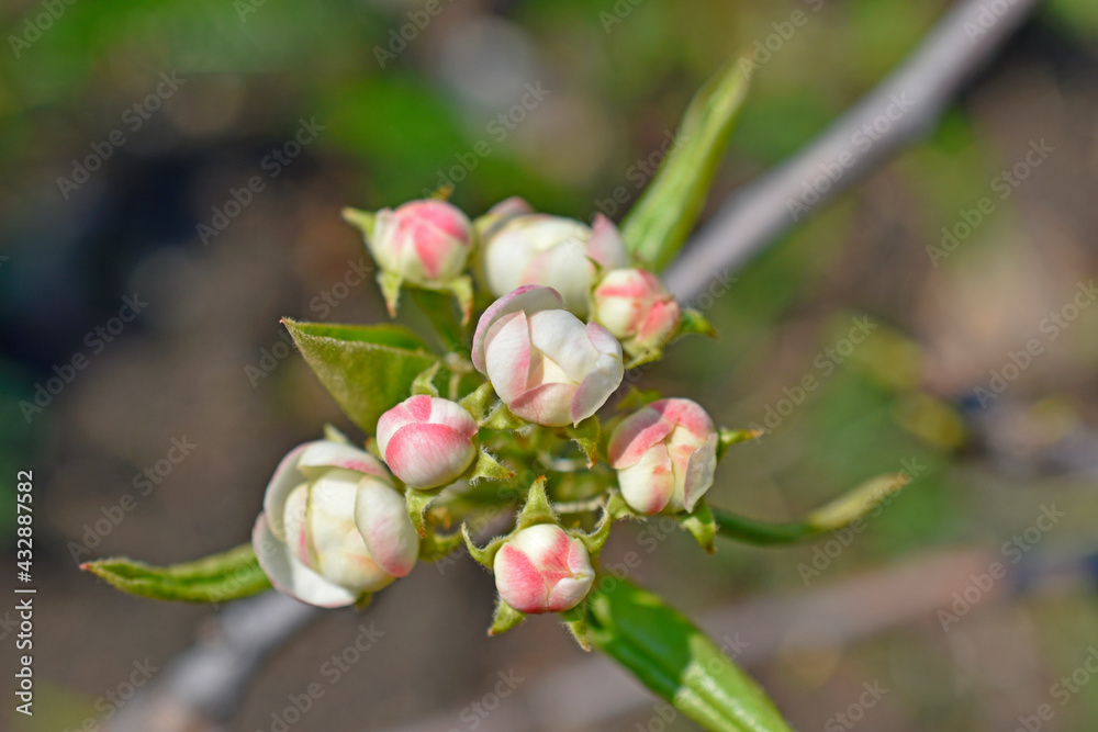 Beautiful white and pink apple and pear flowers close up Beautiful white and pink apple and pear flowers close up