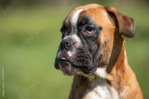 Headshot of boxer puppy with eye disease