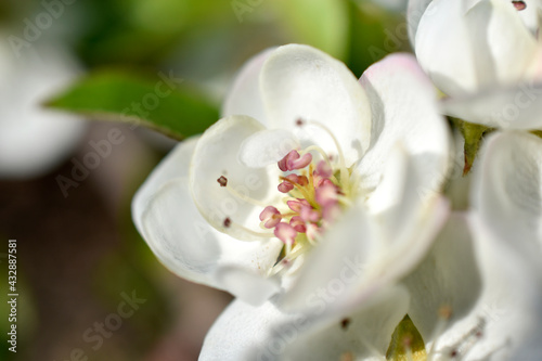 Beautiful white and pink apple and pear flowers close up