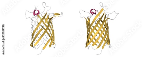 Structure of the monomeric outer membrane porin OmpG in the open (left) and closed (right) conformation, 3D cartoon model with differently colored secondary structure elements, white background photo