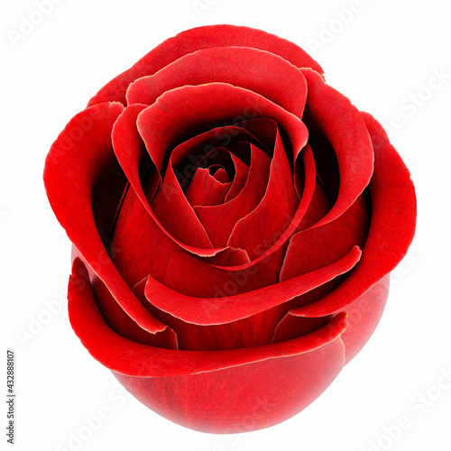 Red rose  without stalks an...