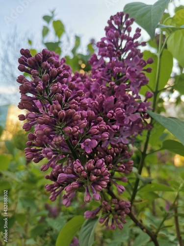 lilac flowers in the garden