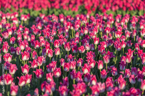 field of pink tulips