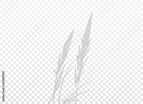 Two spikelets isolated on transparent background. Realistic Grey shadow. Rye or wheat cereals. Natural silhouette without blurring. Vector EPS10.