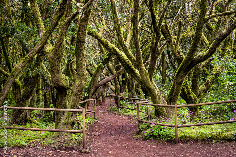 Lush laurisilva. Evergreen forest in Garajonay National Park, tourist footpath, La Gomera island, Spain.