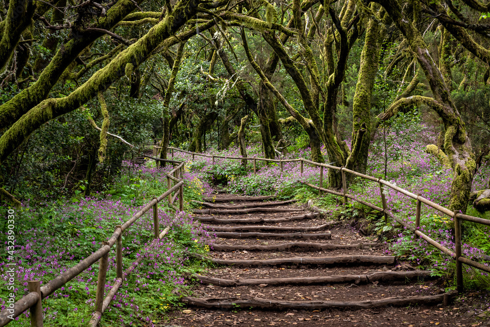 Lush laurisilva. Evergreen forest in Garajonay National Park, tourist footpath, La Gomera island, Spain.