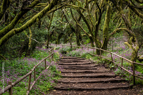 Lush laurisilva. Evergreen forest in Garajonay National Park, tourist footpath, La Gomera island, Spain. © Curioso.Photography