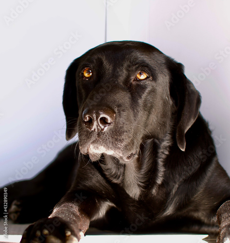 Portrait of a black labrador head with a deep and brilliant look