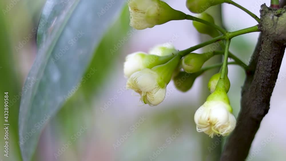 Bloomed white Java apple or wax apple flower with buds close up on the tree Bloomed white Java apple or wax apple flower with buds close up on the tree