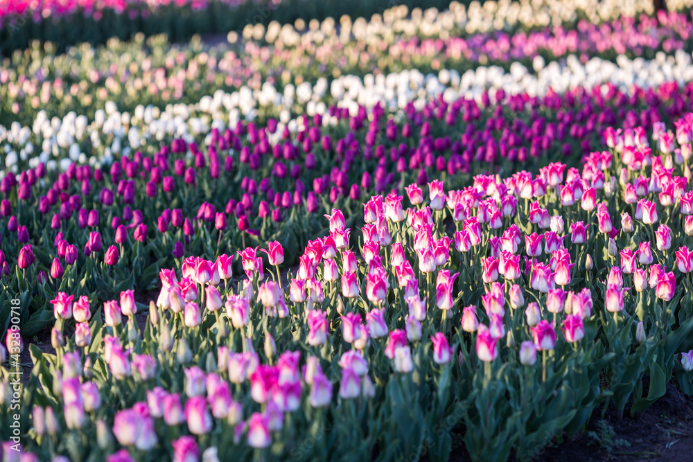 field of tulips