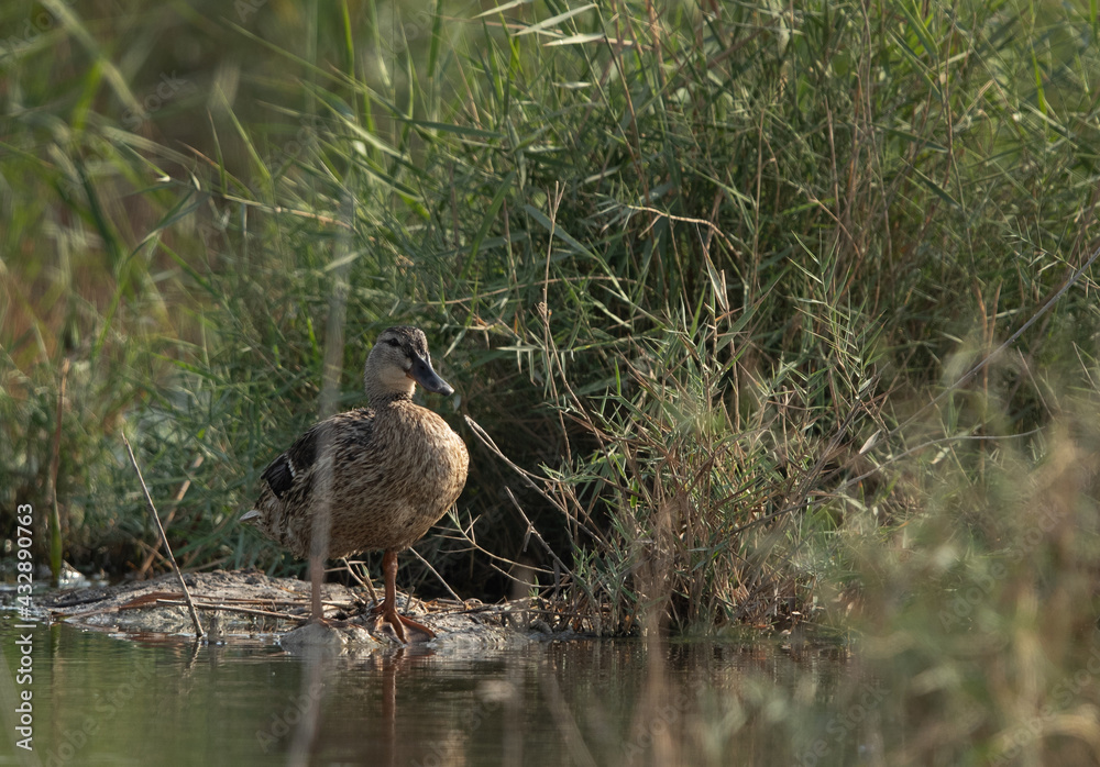 Garganey in its habitat at Asker marsh, Bahrain Garganey in its habitat at Asker marsh, Bahrain
