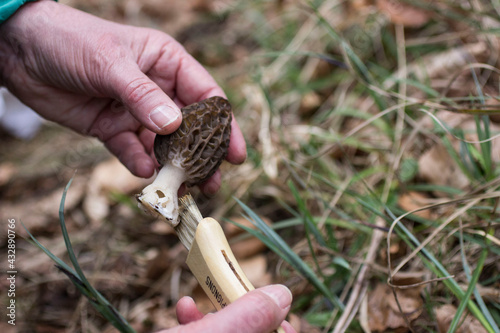 Cueillette des morilles
