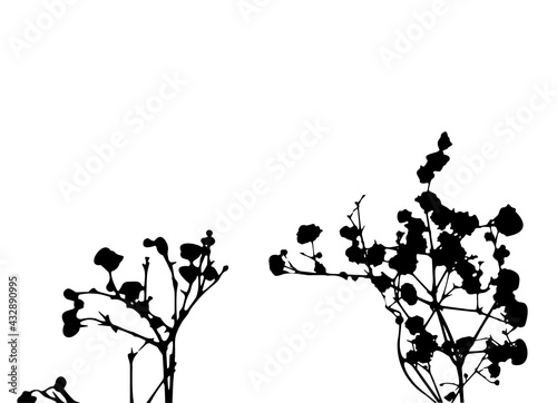 Gypsophila plant black silhouette.  Outline of the branches with small flowers isolated on white. vector EPS10. 