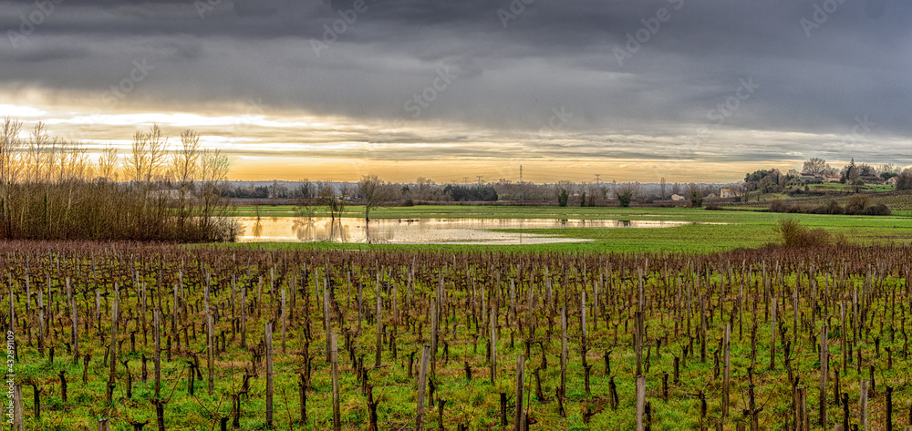 Fototapeta premium Vineyard