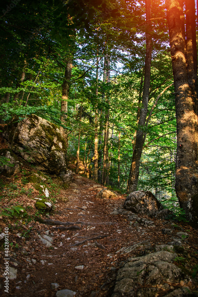 Fototapeta premium A scenic hiking trail through the dense forest. Mountain hiking. Trekking in Mount Olympus. Greece. National Park.