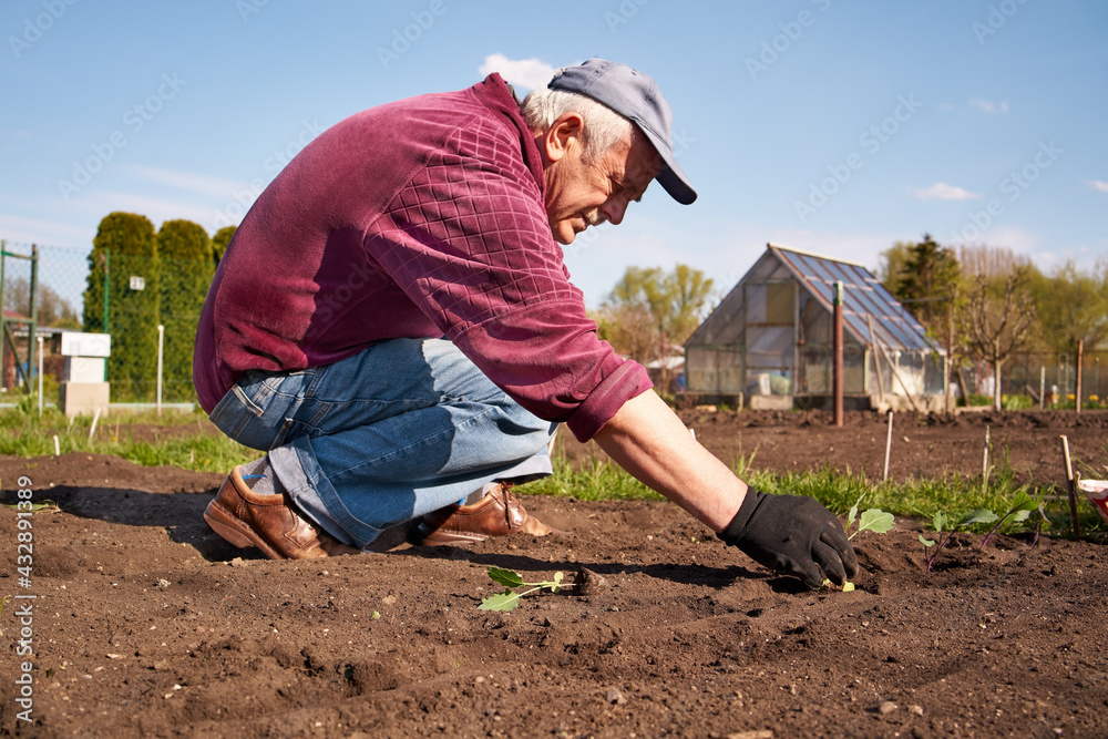 Man planting young seedlings into soil in an allotment in spring Man planting young seedlings into soil in an allotment in spring