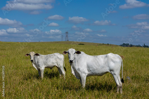 two white Nelore cows on pasture