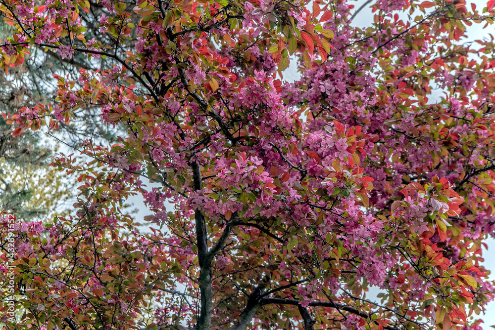 Pink cherry blossom in spring.