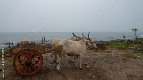 Foto Indian farmer riding bullock cart, rural village, Alibaug, Maharashtra