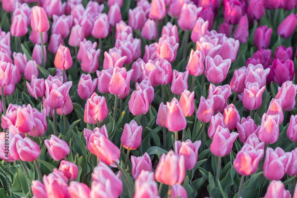pink tulips in the garden pink tulips in the garden