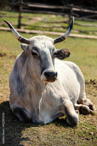 National park Brijuni photo