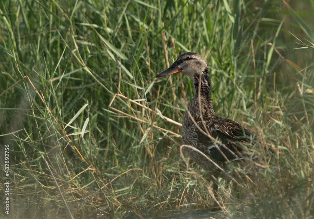 Obraz premium Garganey in the grasses of Asker marsh, Bahrain