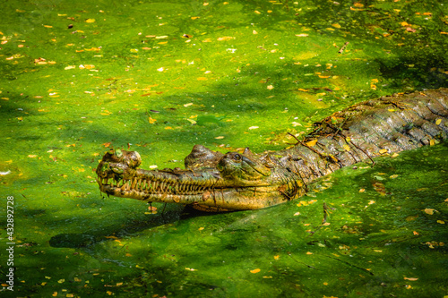 The gharial  Gavialis gangeticus   also known as the gavial or the fish-eating crocodile  Living At The Madras Crocodile Bank Trust and Centre for Herpetology  ECR Chennai  Tamilnadu  South India