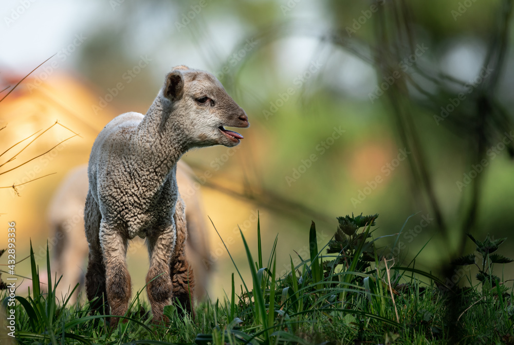 sheep