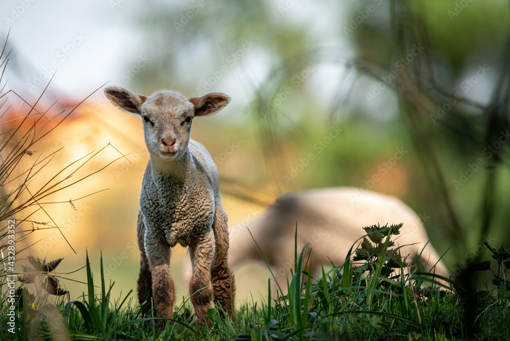 sheep