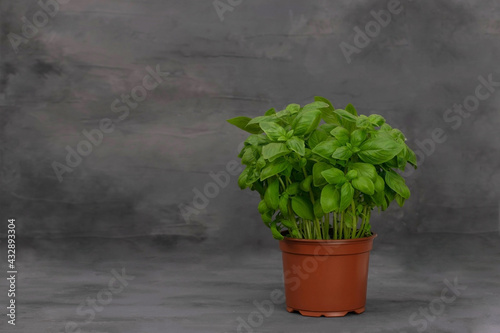 Basil herb in plant pot isolated on gray backround.