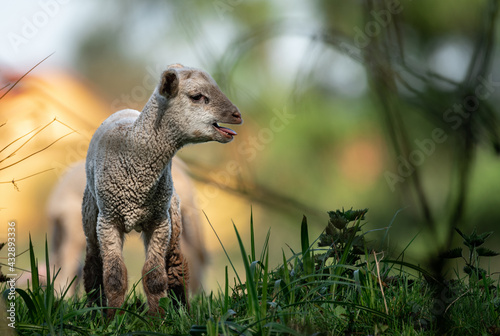 Obraz na płótnie sheep w salonie