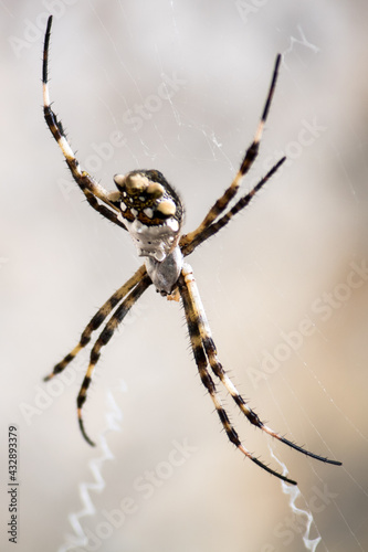 spider on a web © Franco Stagnaro